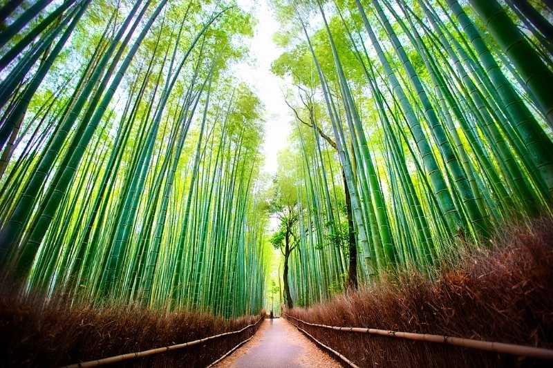 Top-rated tour operators near me for Japan – NT Holidays Madurai